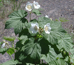 Rosaceae : Rubus parviflorus