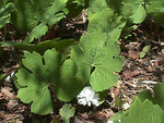 Papaveraceae : Sanguinaria canadensis