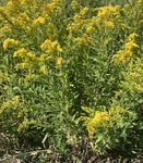 Solidago canadensis by R. Neil Reese