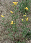 Asteraceae : Tanacetum vulgare