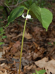 Liliaceae : Trillium cernuum by R. Neil Reese