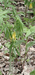 Liliaceae : Uvularia grandiflora by R. Neil Reese