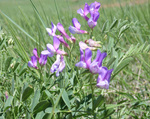 Fabaceae : Vicia americana by R. Neil Reese