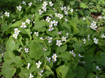 Violaceae : Viola canadensis