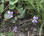 Violaceae : Viola nephrophylla