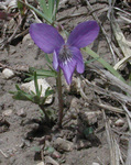 Violaceae : Viola pedatifida