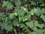 Violaceae : Viola pubescens