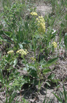 Apiaceae : Zizia aptera by R. Neil Reese