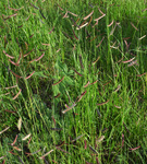 Poaceae : Bouteloua gracilis by R. Neil Reese