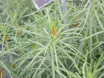 Asclepiadaceae : Asclepias verticillata