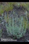 Artemisia frigida by R. Neil Reese
