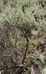 Artemisia tridentata by R. Neil Reese