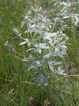 Fabaceae : Pediomelum argophyllum by R. Neil Reese