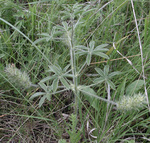 Fabaceae : Pediomelum esculentum by R. Neil Reese