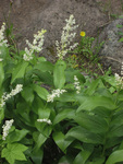 Liliaceae : Maianthemum racemosum by R. Neil Reese