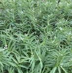 Liliaceae : Maianthemum stellatum
