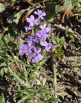 Verbenaceae : Glandularia bipinnatifida by R. Neil Reese