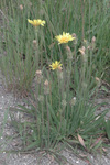 Asteraceae : Agoseris glauca