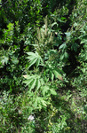 Asteraceae : Ambrosia trifida by R Neil Reese