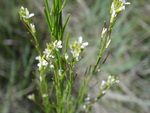 Brassicaceae : Arabis glabra