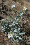 Papaveraceae : Argemone polyanthemos by R Neil Reese