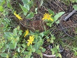 Asteraceae : Arnica cordifolia by R Neil Reese