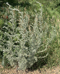 Asteraceae : Artemisia absinthium by R Neil Reese