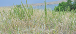 Asteraceae : Artemisia dracunculus