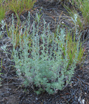 Asteraceae : Artemisia frigida by R Neil Reese