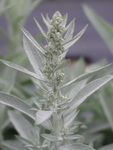 Asteraceae : Artemisia ludoviciana