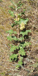 Asclepiadaceae: Asclepias viridiflora