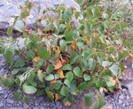 Anacardiaceae: Toxicodendron rydbergii