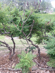 Anacardiaceae: Rhus typhina