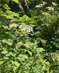 Apiaceae: Cicuta maculata