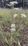 Apiaceae: Perideridia gairdneri by R Neil Reese