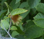 Betulaceae: Corylus americana