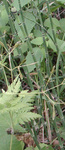 Equisetaceae : Equisetum hyemale