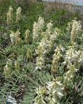 Fabaceae: Astragalus racemosus