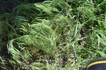 Poaceae: Bromus tectorum