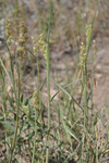 Poaceae: Cenchrus longispinus