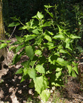 Chenopodiaceae: Chenopodium simplex