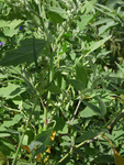 Chenopodiaceae: Chenopodium berlandieri