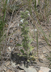 Boraginaceae: Cryptantha celosioides