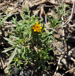 Asteraceae: Dyssodia papposa by R Neil Reese