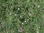 Onagraceae: Epilobium ciliatum by R Neil Reese