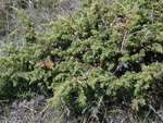 Cupressaceae: Juniperus communis