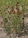 Juncaceae: Juncus torreyi