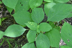 Urticaceae: Laportea canadensis