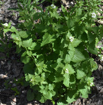 Brassicaceae: Alliaria petiolata by R Neil Reese