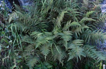 Athyriaceae: Athyrium filix-femina